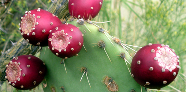 Fructul de cactus