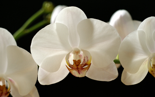 Orhideea distinsă