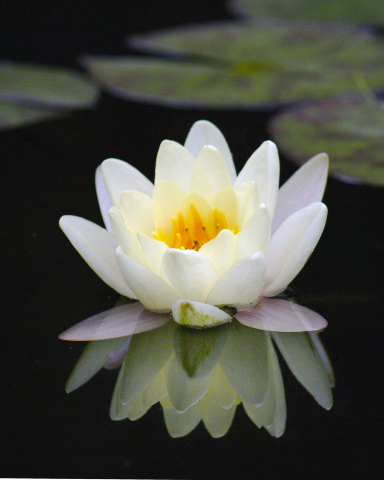 Floarea de lotus