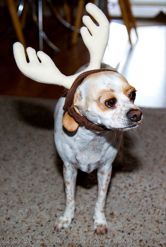 Dubsy Debuts Her Christmas Antlers