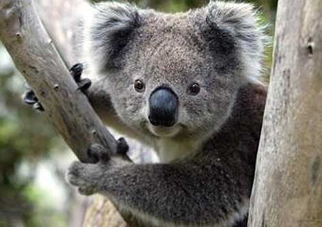 koalaa