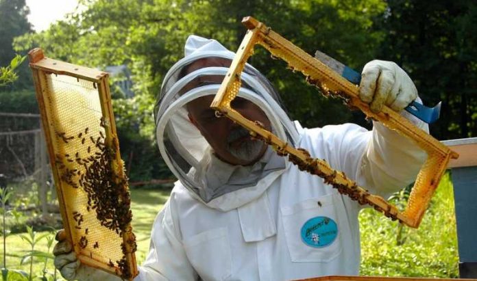 program național apicol, cereri finantare, apicultori, apia