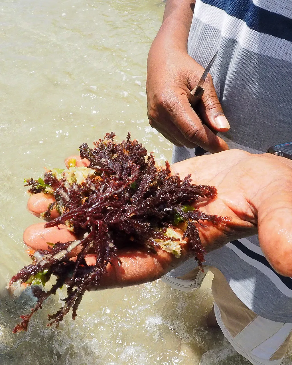 Foto Punch din mușchi de mare, BBC