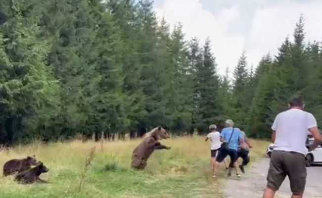 Incident periculos pe Transfăgărășan. O ursoaică cu trei pui s-a repezit la turiștii care s-au apropiat de ea ca să-i facă poze